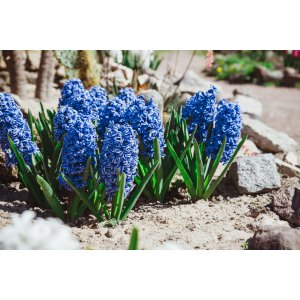 Hyacint (Hyacinthus orientalis) ´BLUE PEARL´ - 1 cibuľka v kvetináči, kont. C2L (modrý)